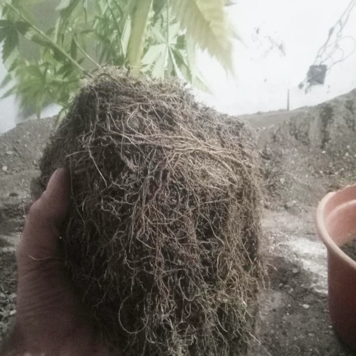 Zoap Week 6