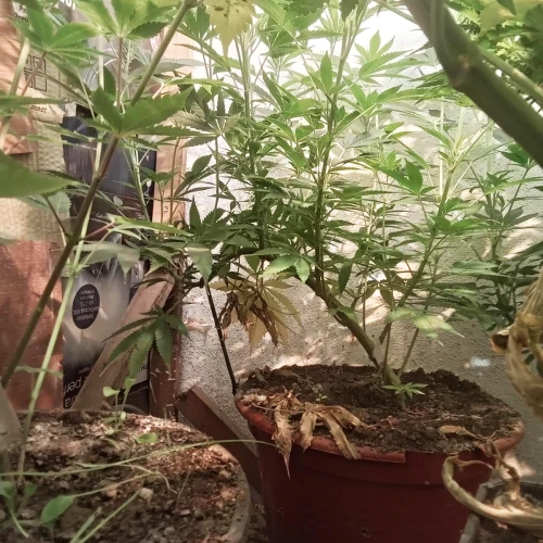 Zoap Week 10