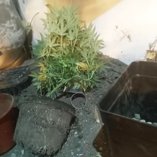 Zoap Week 11