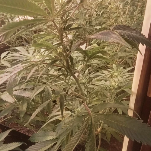 Zoap Week 13