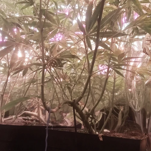 Zoap Week 13