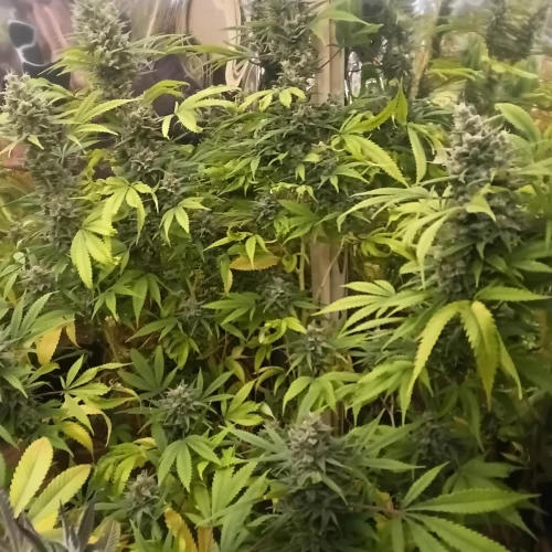 Zoap Week 20
