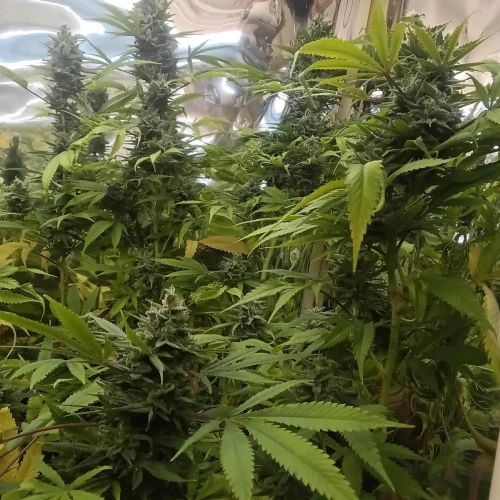 Zoap Week 20