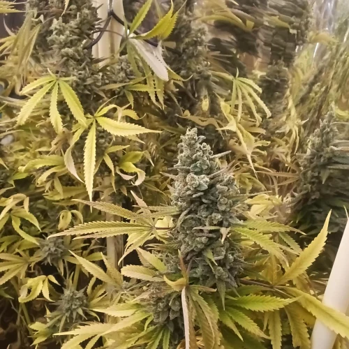 Zoap Week 22