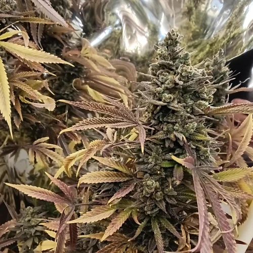 Zoap Week 23