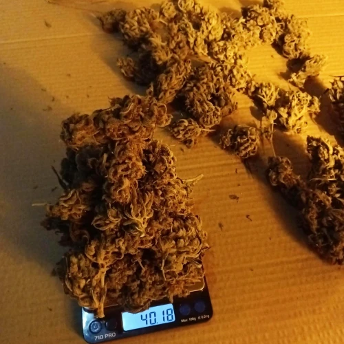 Zoap Week 24