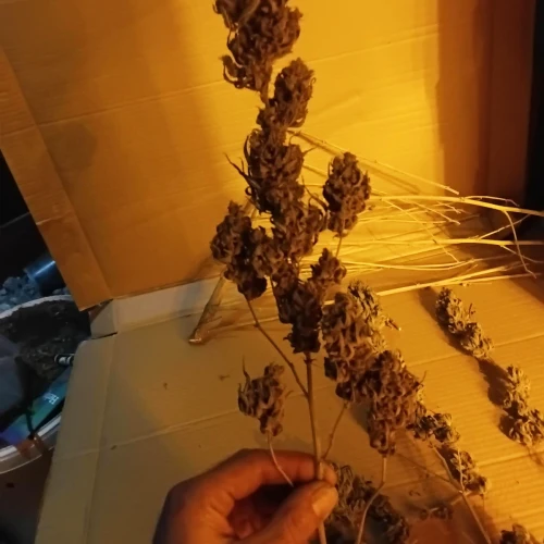 Zoap Week 24