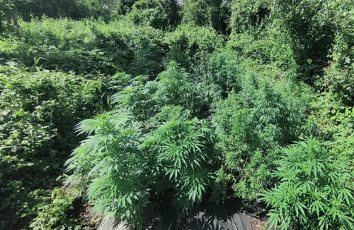 Eine Gruppe von Cannabispflanzen, versteckt zwischen dichten grünen Büschen und wilden Brombeerranken an einem abgelegenen Outdoor-Standort, die natürliche Tarntechniken demonstriert.