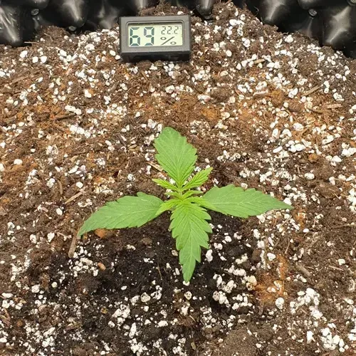 Hellfire OG Autoflower plant in its 3rd week