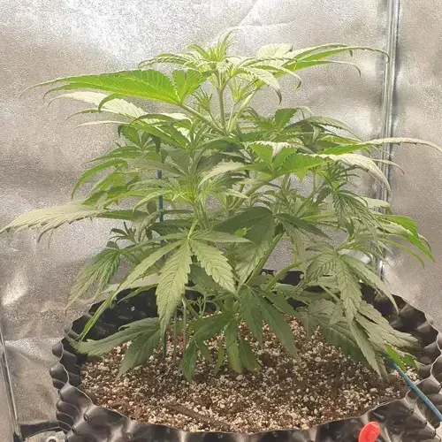 Hellfire OG Autoflower plant in its 6th week