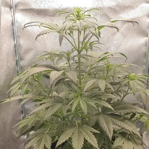 Hellfire OG Autoflower plant in its 7th week