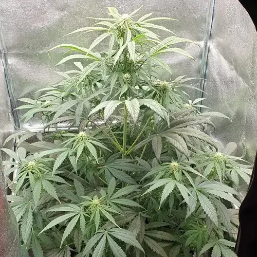 Hellfire OG Autoflower plant in its 8th week