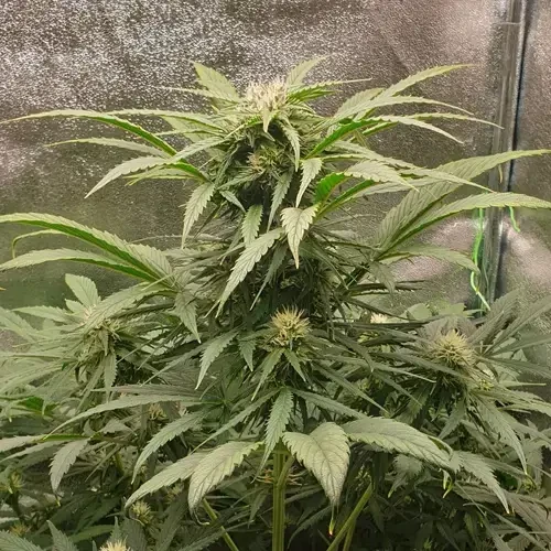 Hellfire OG Autoflower plant in its 9th week