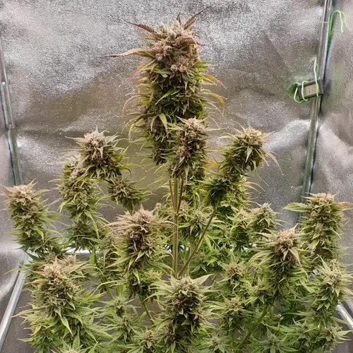 Hellfire OG Autoflower plant ready for harvest