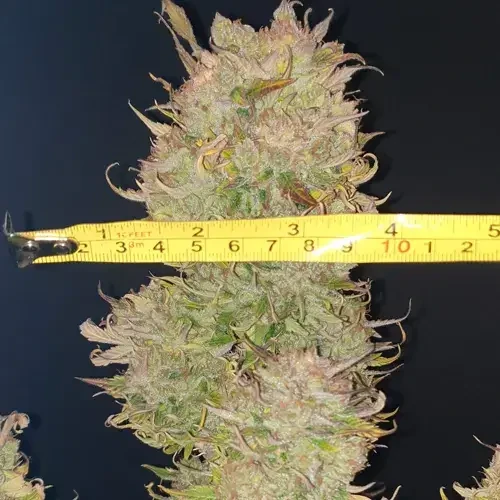 Hellfire OG Autoflower plant harvested and being measured