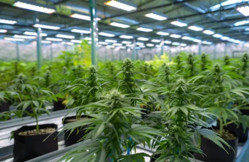 A professional indoor grow tent filled with compact, bushy autoflowering plants under bright LED grow lights.