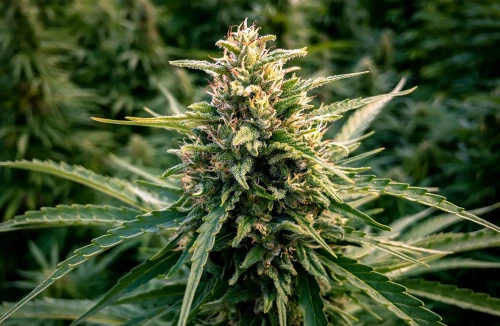 Top 5 High CBD Cannabis Strains