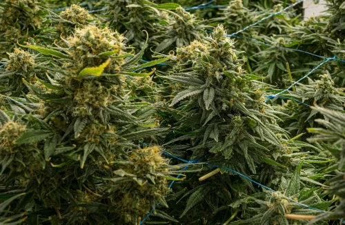 15 Highest Yielding Cannabis Strains Ever 🏆