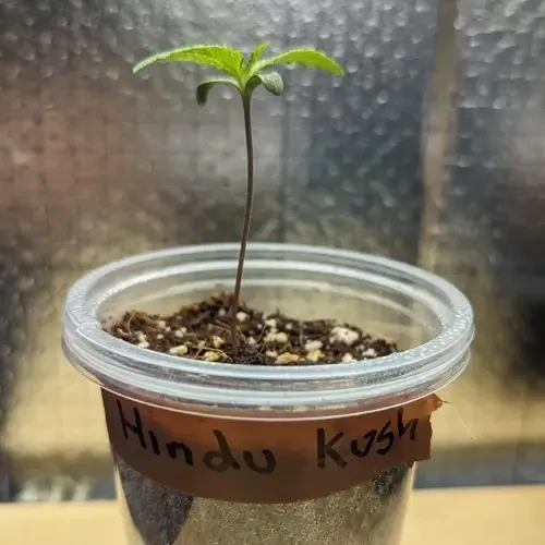 A Hindu Kush plant in its 1st week