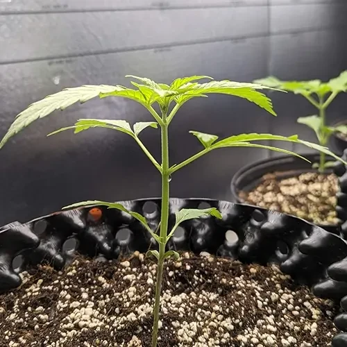 A Hindu Kush plant in its 3rd week