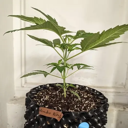 A Hindu Kush plant in its 4th week