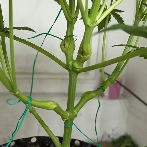 A Hindu Kush plant in its 6th week