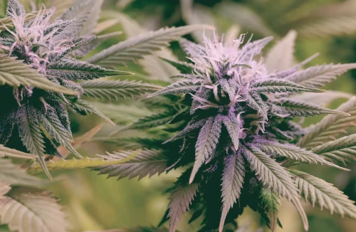 How to Grow Purple Cannabis (3 Easy Steps)