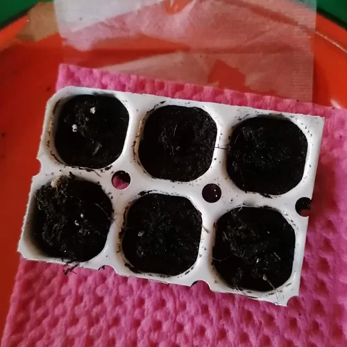 Cannabis seeds in jiffy pots