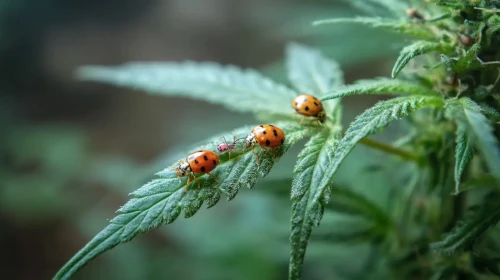 Ladybug on cannabis plant