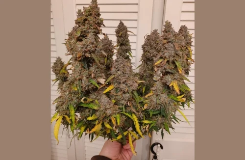 A successful mid-summer harvest of an autoflower cannabis plant, showing heavy resin production and large colas as part of a Maryland outdoor grow strategy.