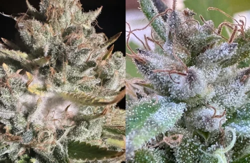 Een vergelijking naast elkaar van cannabis bud rot links en meeldauw die zich voordoet als gezonde witte hars rechts, die laat zien hoe schimmel zich in het volle zicht kan verbergen.