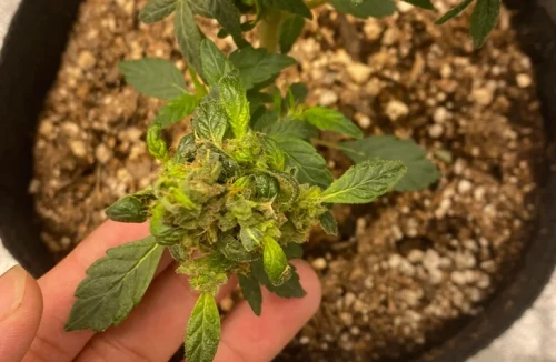 Nahaufnahme einer monster-cropped Cannabispflanze mit glattrandigen, einspitzigen Mutantenblättern, die beim Re-Vegging aus einem Blütenbud herauswachsen.