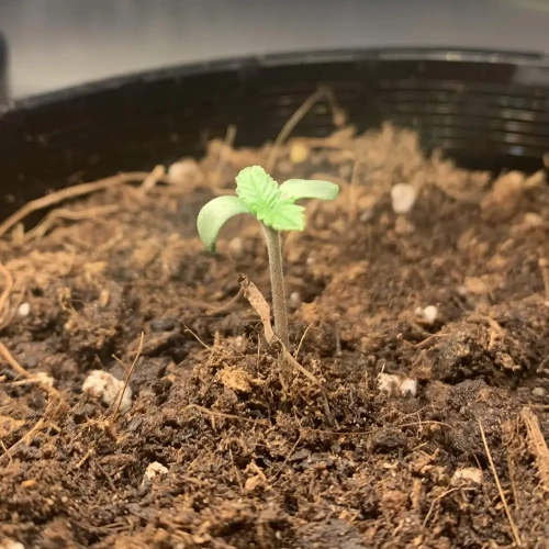 OG Kush Grow Week 1