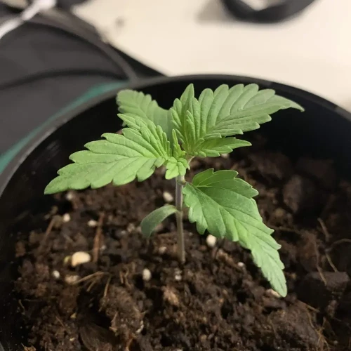 OG Kush Grow Week 2