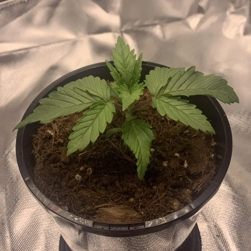 OG Kush Grow Week 3