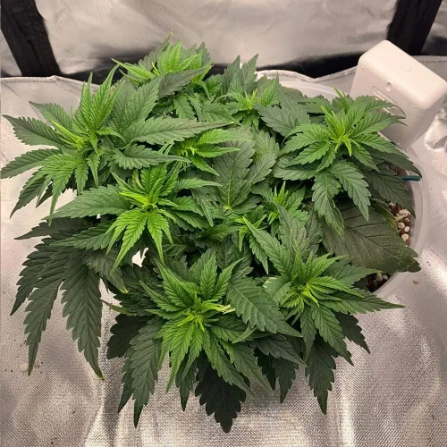 OG Kush Grow Week 4