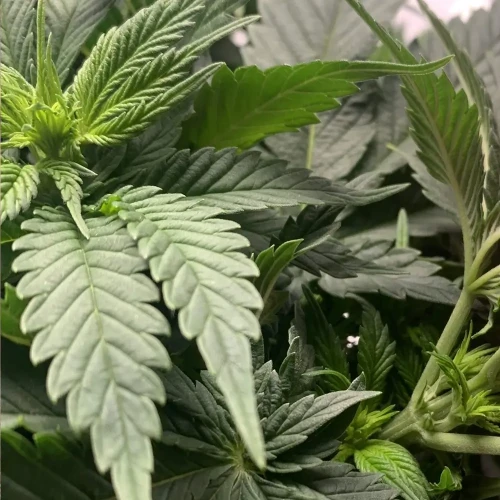 OG Kush Grow Week 5