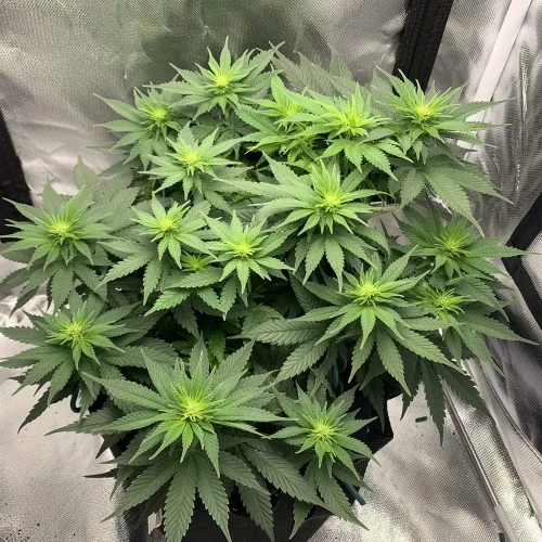 OG Kush Grow Week 6