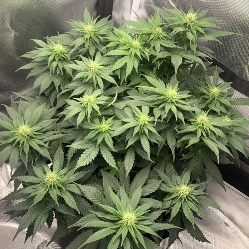 OG Kush Grow Week 7