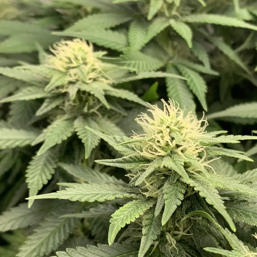 OG Kush Grow Week 8