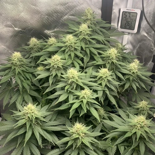 OG Kush Grow Week 9