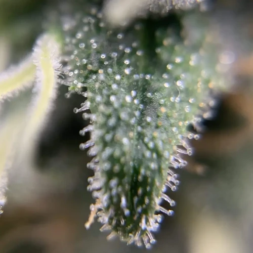 OG Kush Grow Week 10