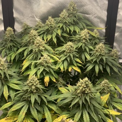 OG Kush Grow Week 11