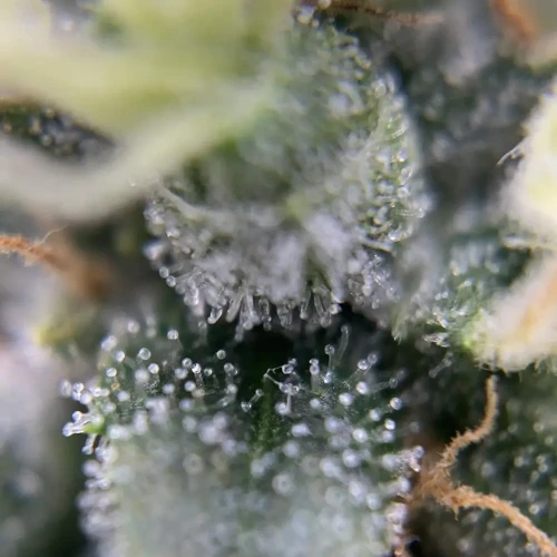 OG Kush Grow Week 12
