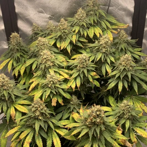 OG Kush Grow Week 13