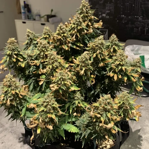 OG Kush Grow Harvest Week
