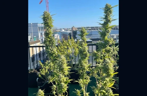 Large flowering cannabis plants in black fabric pots on a coastal Maine rooftop with blue sky and city buildings in the background.