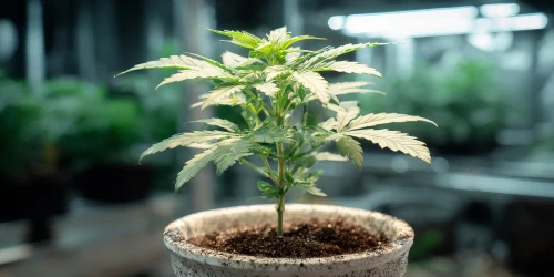 Photoperiod cannabis plant growing indoor