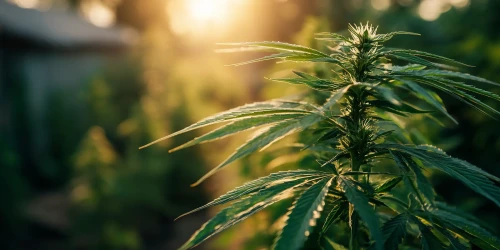 Photoperiod cannabis plant growing outdoor