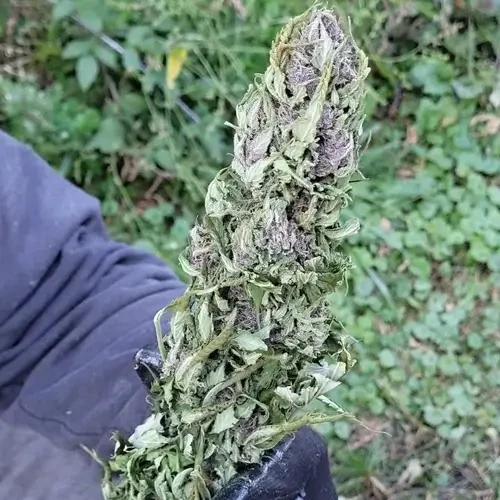 A harvested pinkman goo plant